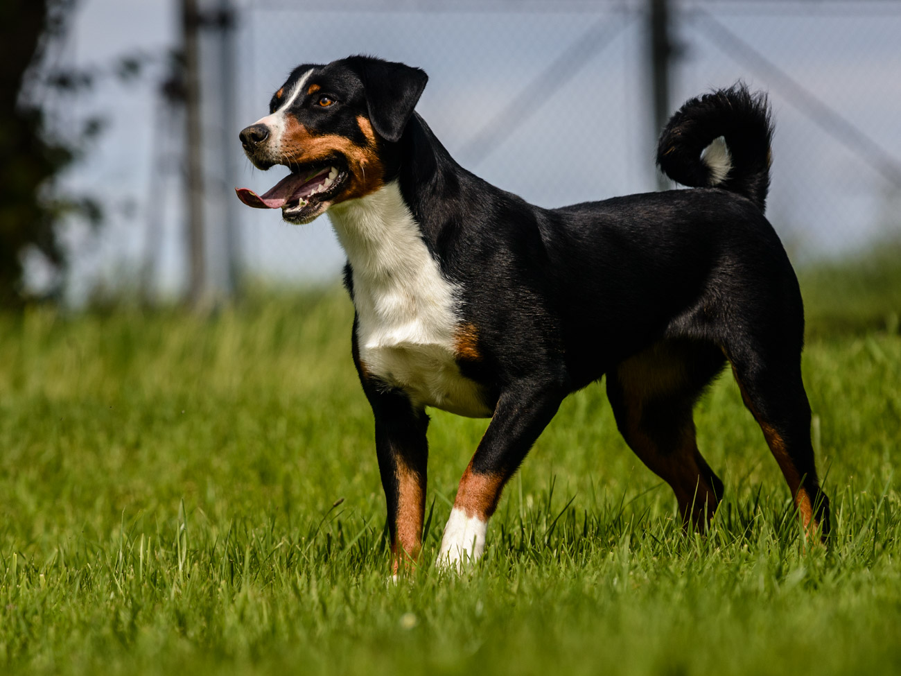 Аппенцеллер зенненхунд: описание породы собак