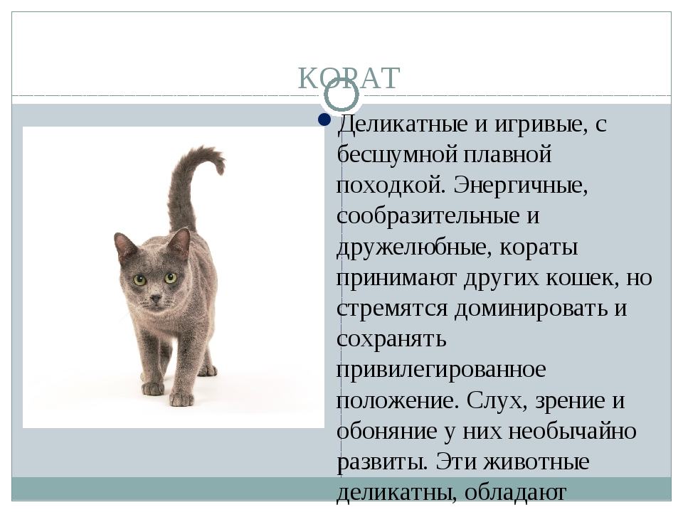 Бесхвостые кошки породы мэнкс: происхождение, описание и уход