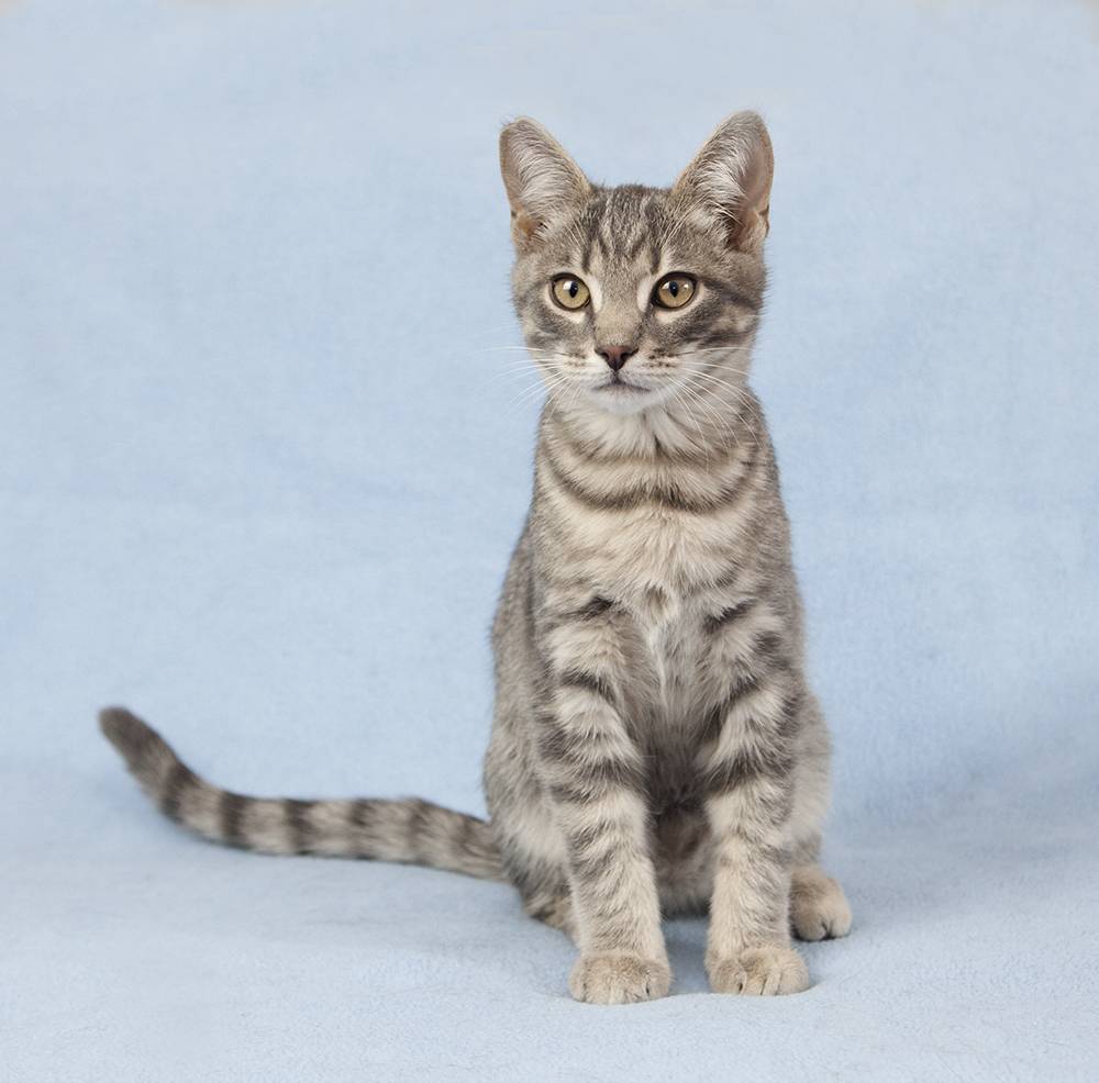 Бразильская короткошерстная кошка: описание породы, уход