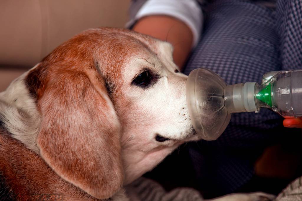 Болезни дыхательной системы у собак - симптомы, лечение, препараты, причины появления | наши лучшие друзья