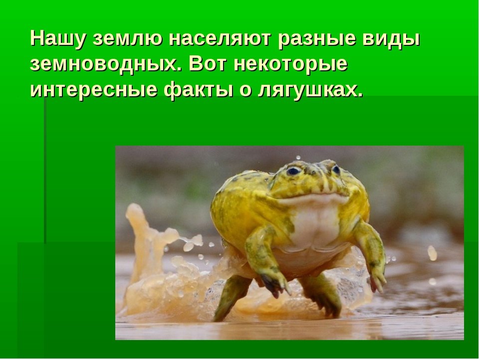 Топ 10 самых необычных земноводных в мире