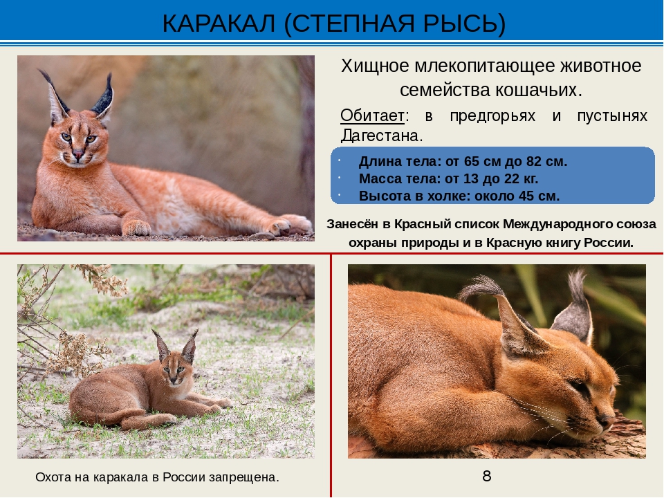 Каракал дома. содержание и уход