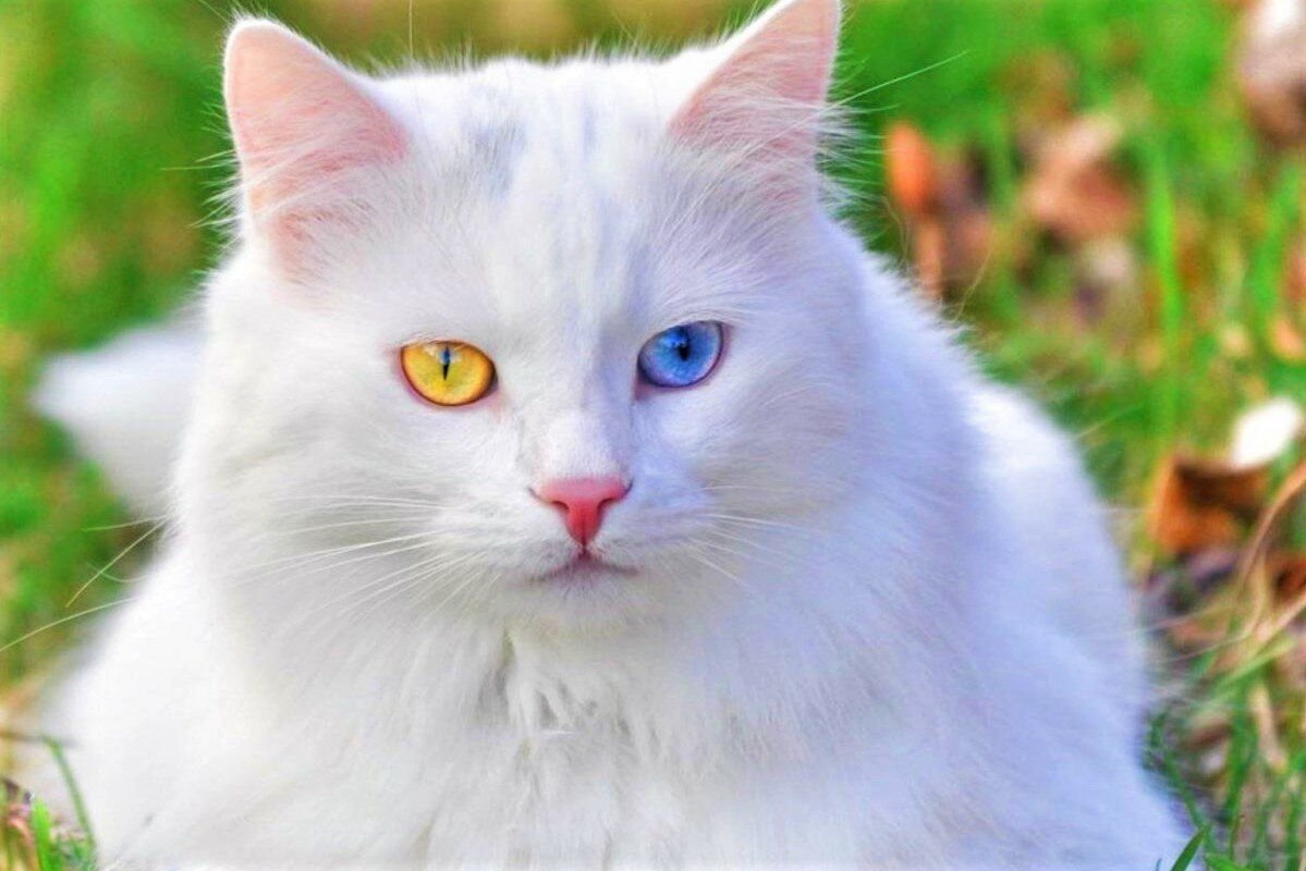 Белый кот с разными глазами