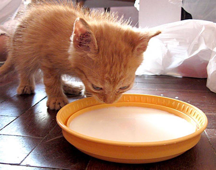 Как научить котенка пить воду