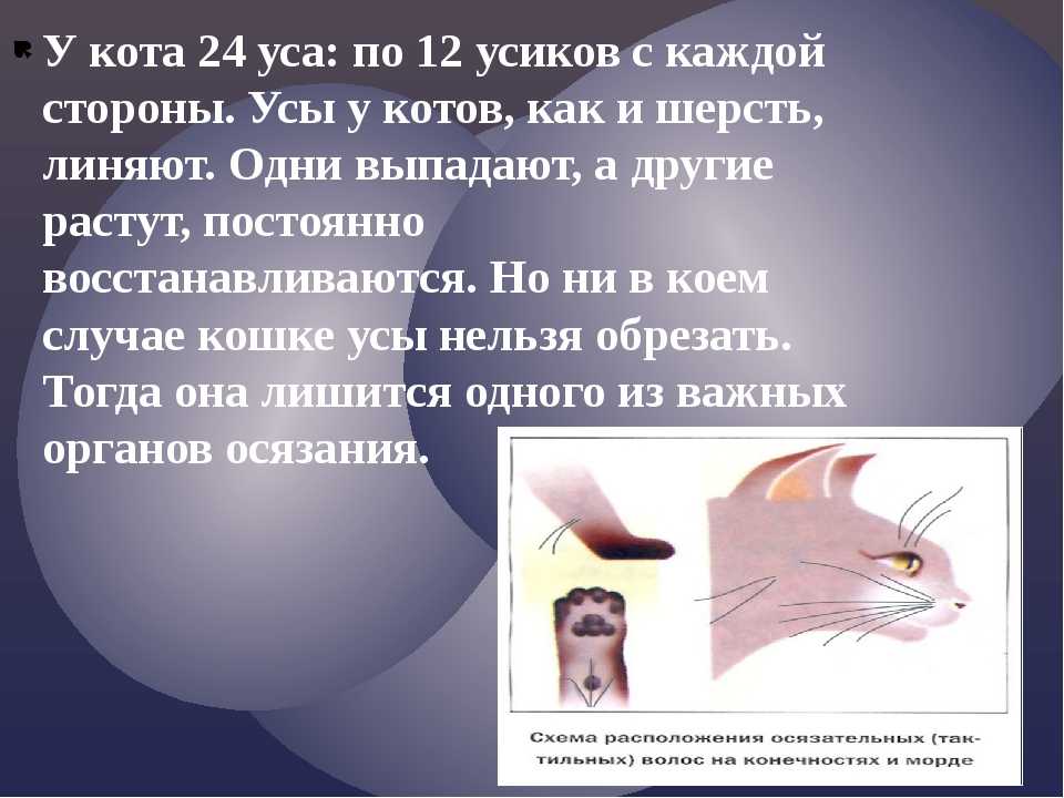 Зачем кошке усы и какие функции они выполняют?