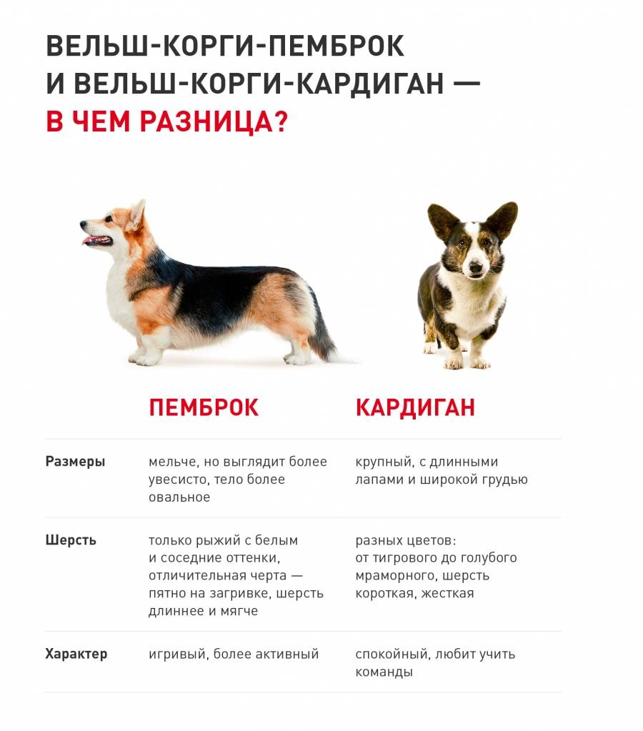 Вельш корги: особенности породы, характера, воспитания