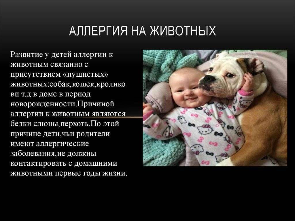Аллергия на кошку — как помочь ребенку?