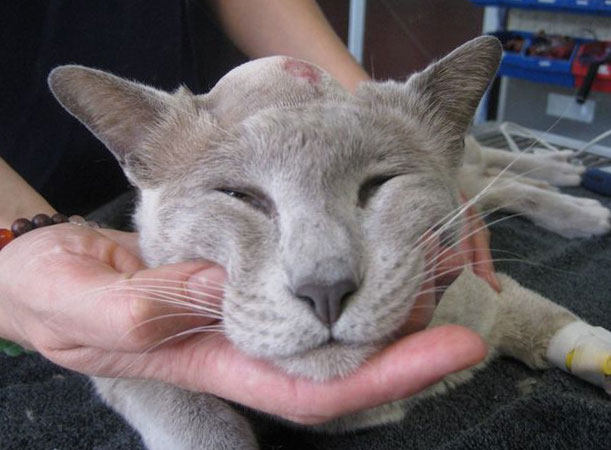 Параанальные железы у кошек: их функции, а также причины и лечение воспалительного процесса