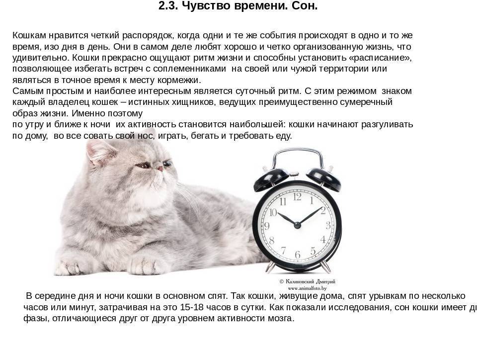 Сколько часов спят кошки