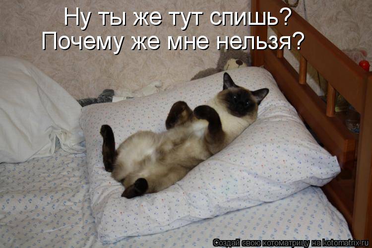 Кот не дает спать по ночам – что делать, как приучить его отдыхать, а не играть и беситься?