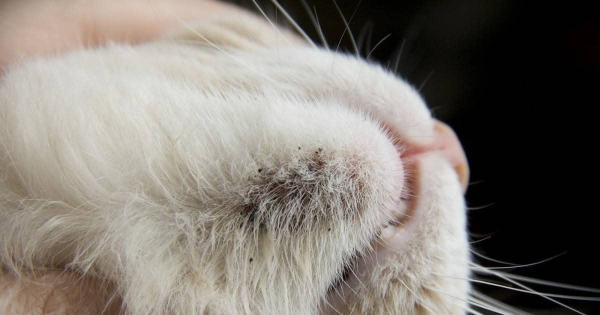 Кожные заболевания и болячки с запахом у кошек и котов - виды болезней, симптомы, лечение, фото