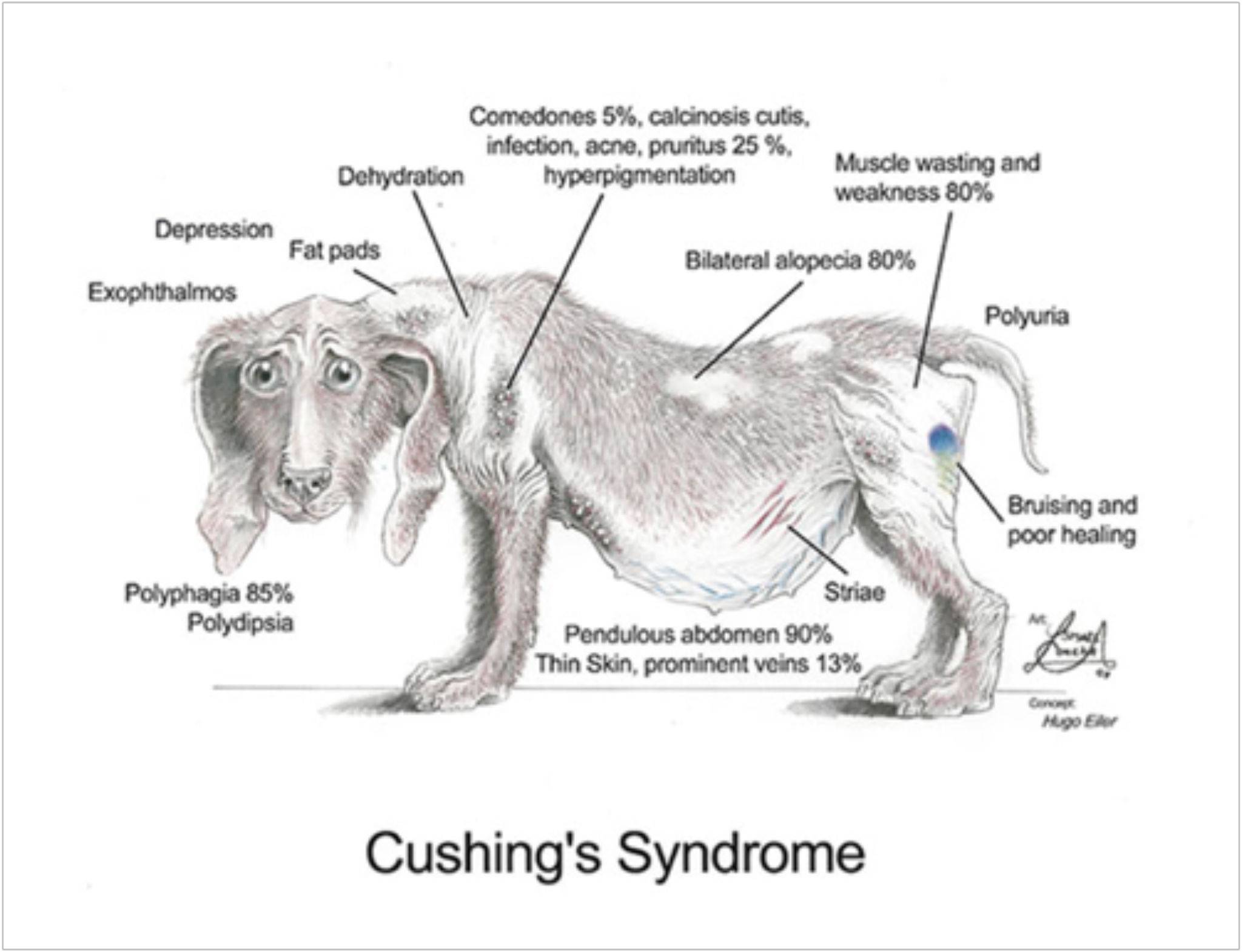 Болезнь аддисона у собак или гипоадренокортицизм: симптомы, лечение, прогнозы и причины синдрома