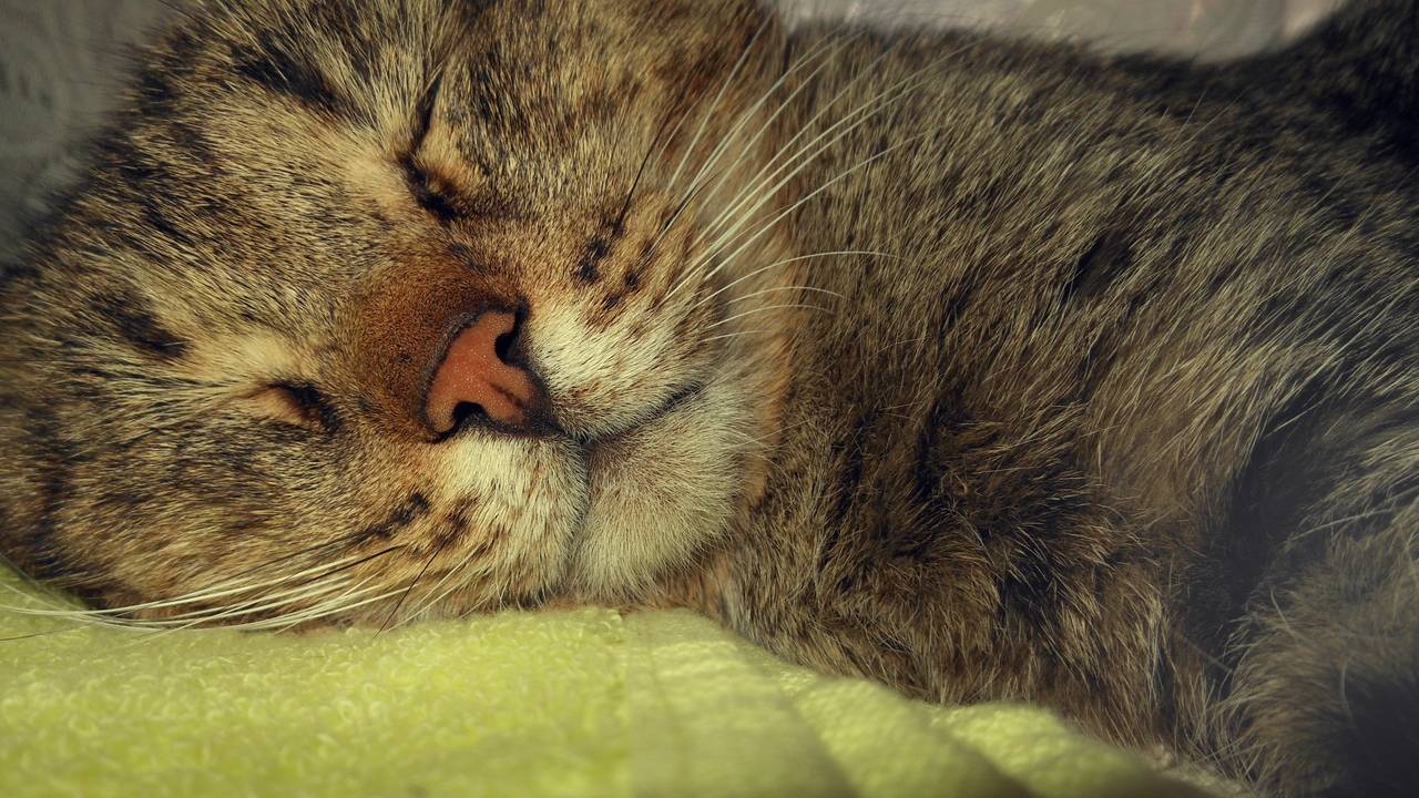 Кошка закрывает лапкой нос: о чем предупреждает примета