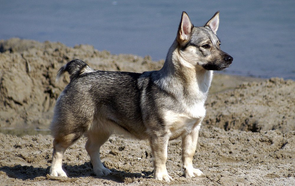 Шведский вальхунд — описание и характеристика породы (с фото) | все о собаках