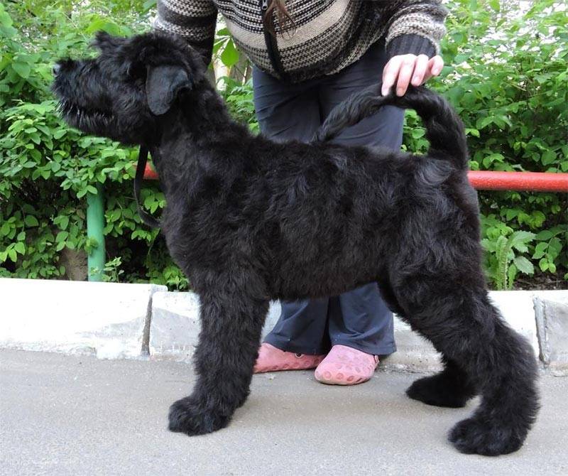 Собака черный русский терьер