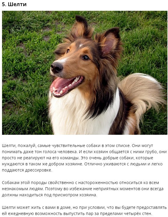 Самые добрые породы собак: какие они? | блог ветклиники "беланта"