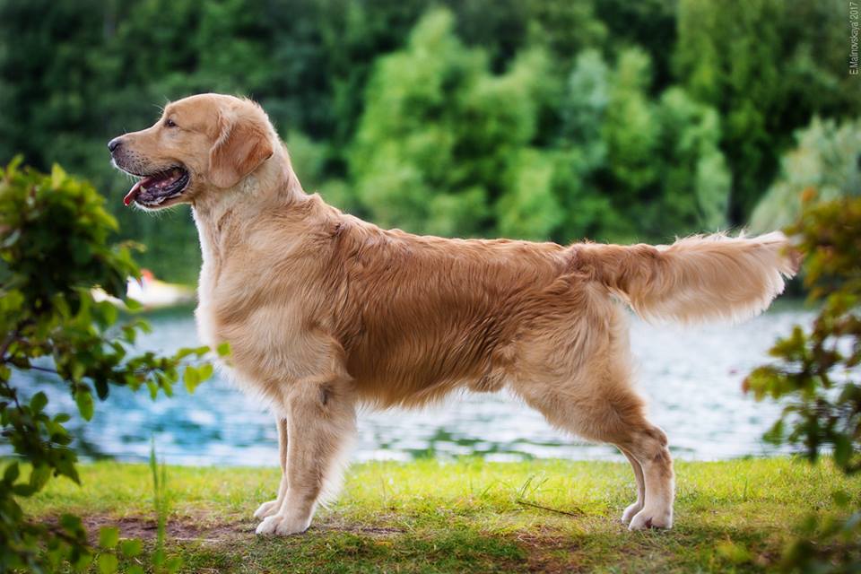 Порода собак золотистый ретривер (50 фото): голден, белый, описание