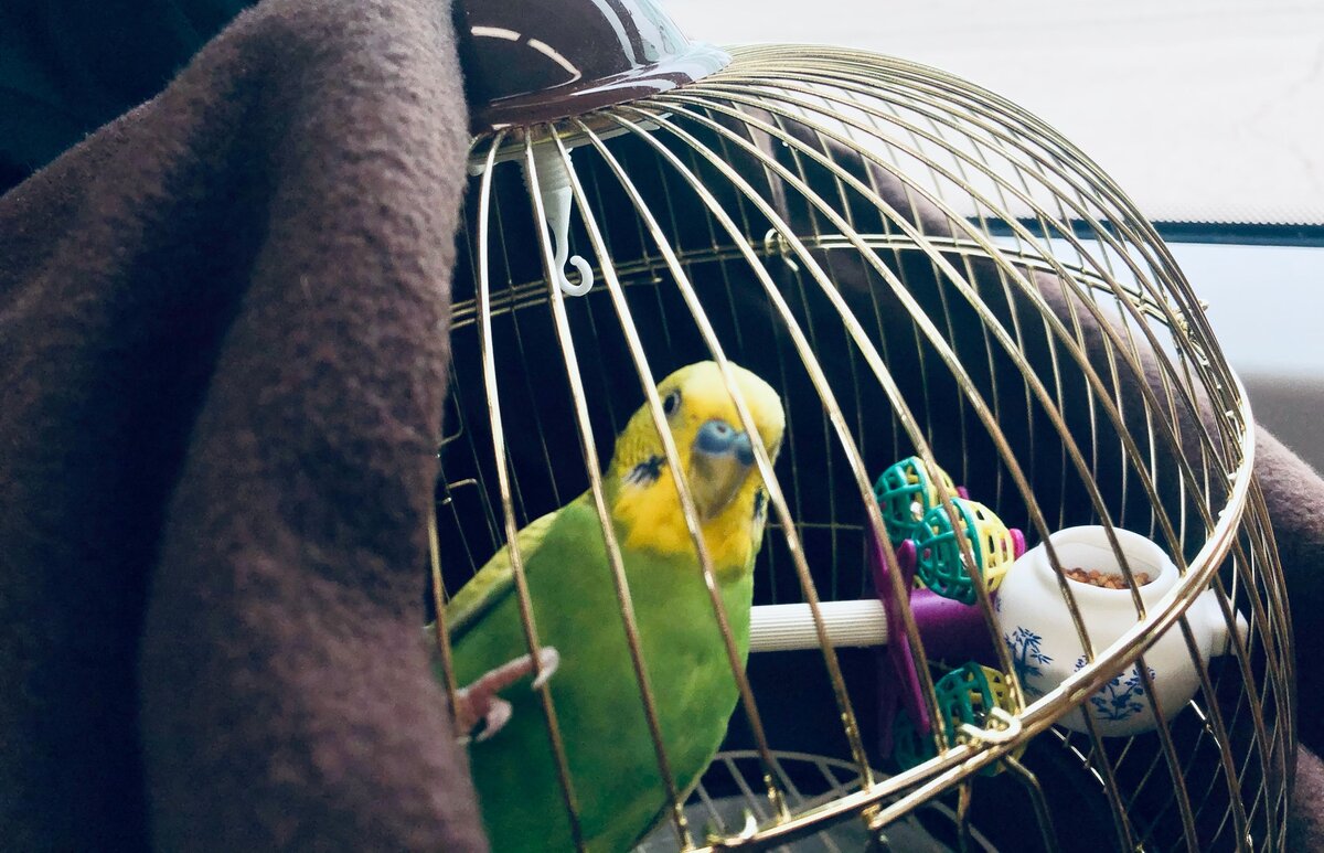 Зеркало для попугая: можно ли вешать и зачем