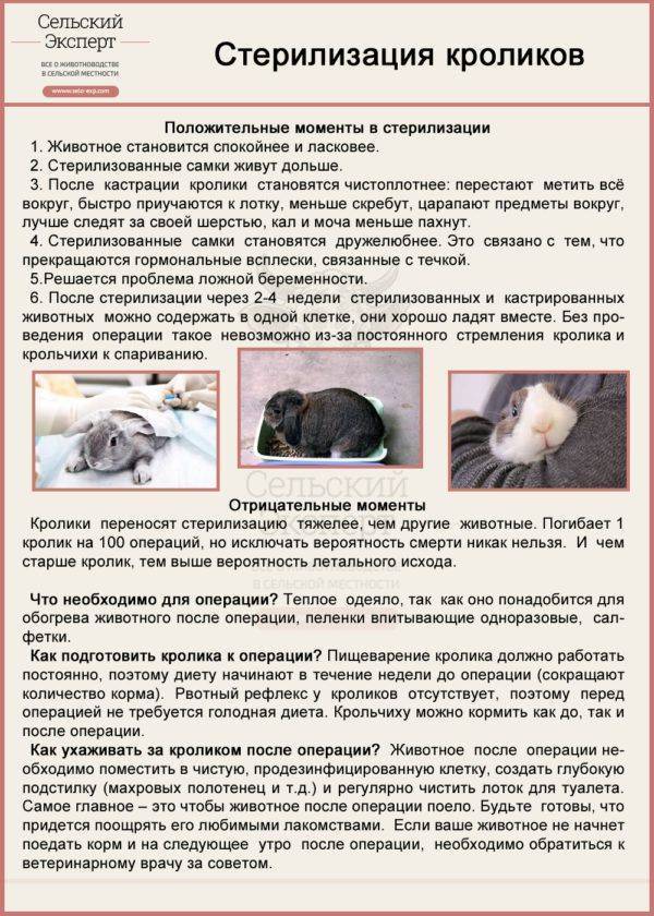 Беременность и роды кроликов. что нужно знать кролиководу.