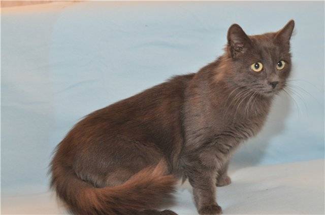 Йоркская шоколадная кошка: фото, история, характер, здоровье, уход
