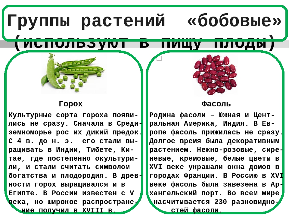 Можно ли кроликам давать горох - правила кормления