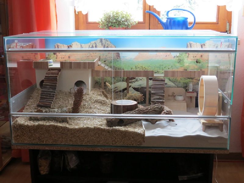 Террариум и аквариум для хомяка