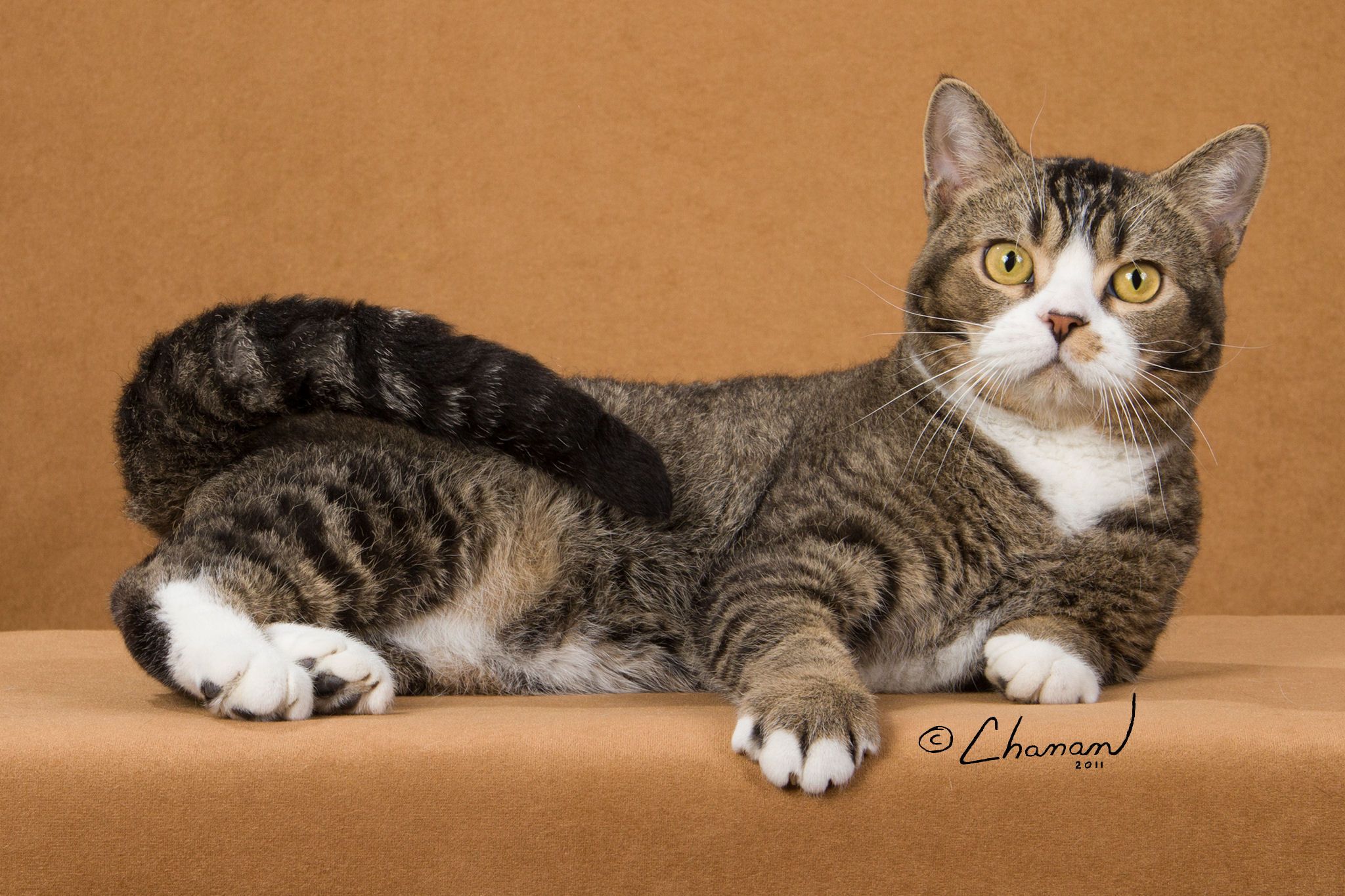 Американская жесткошерстная кошка: фото, описание породы, уход и питание