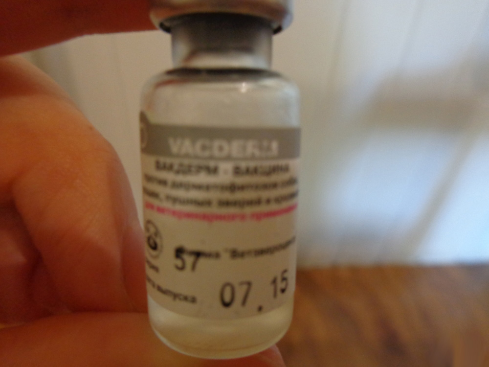 Способ применения вакцины вакдерм для кошки от лишая: обзор инструкции