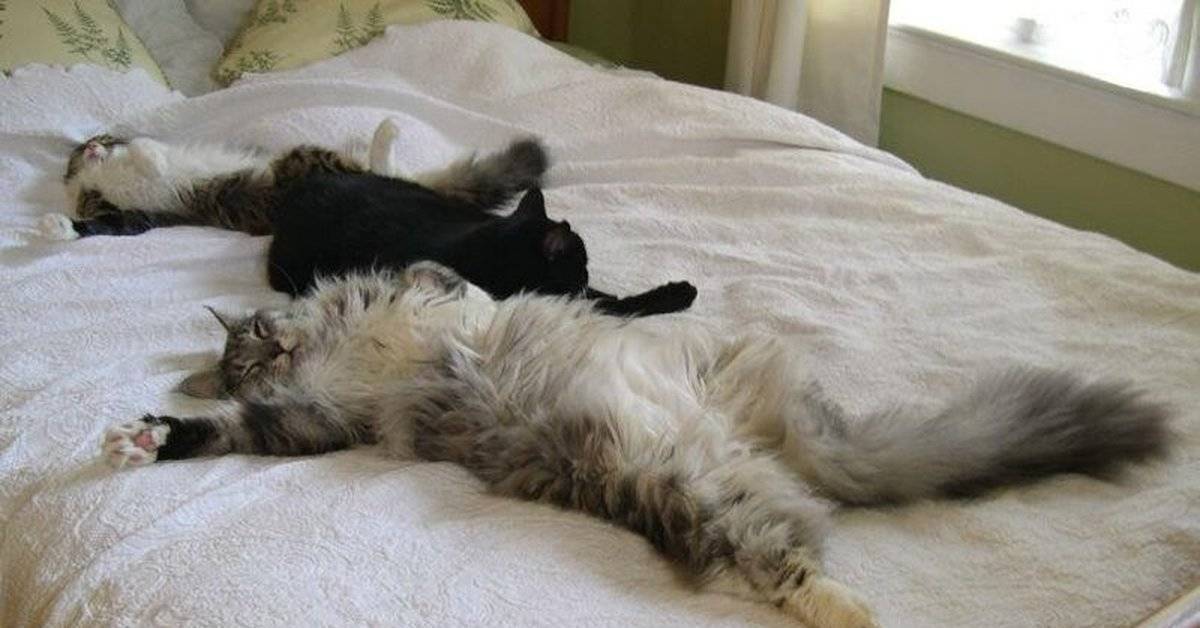 Потому что они спят. Кровать для кошки. Котик в кровати.