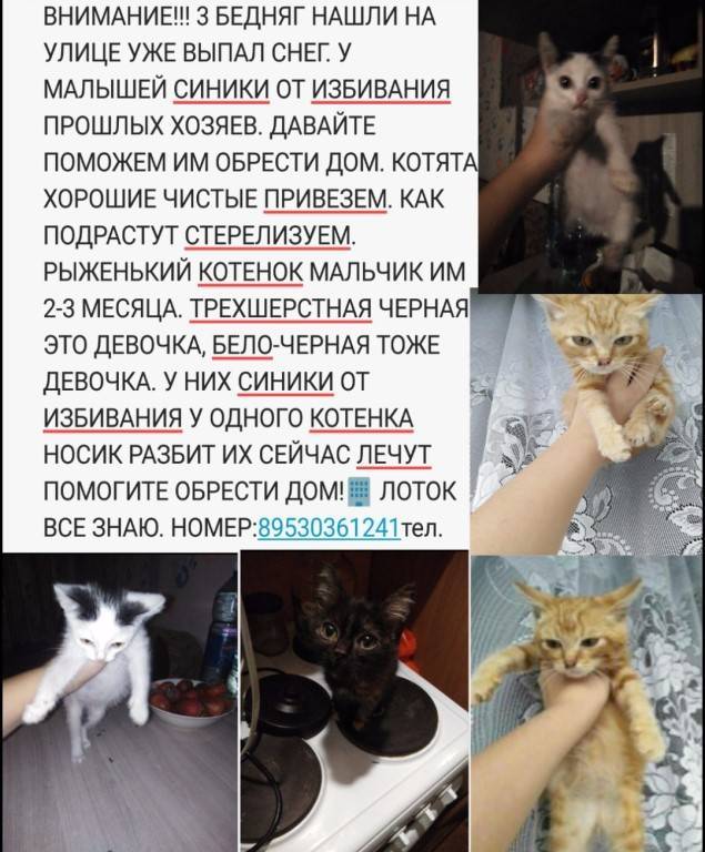 30 заговоров на быструю и удачную продажу котят и других животных