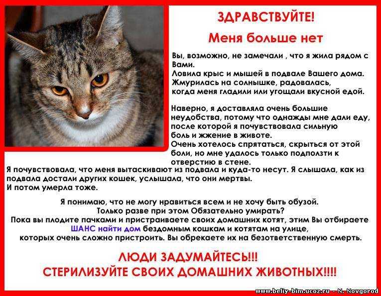 Кот охрип и позывы к рвоте