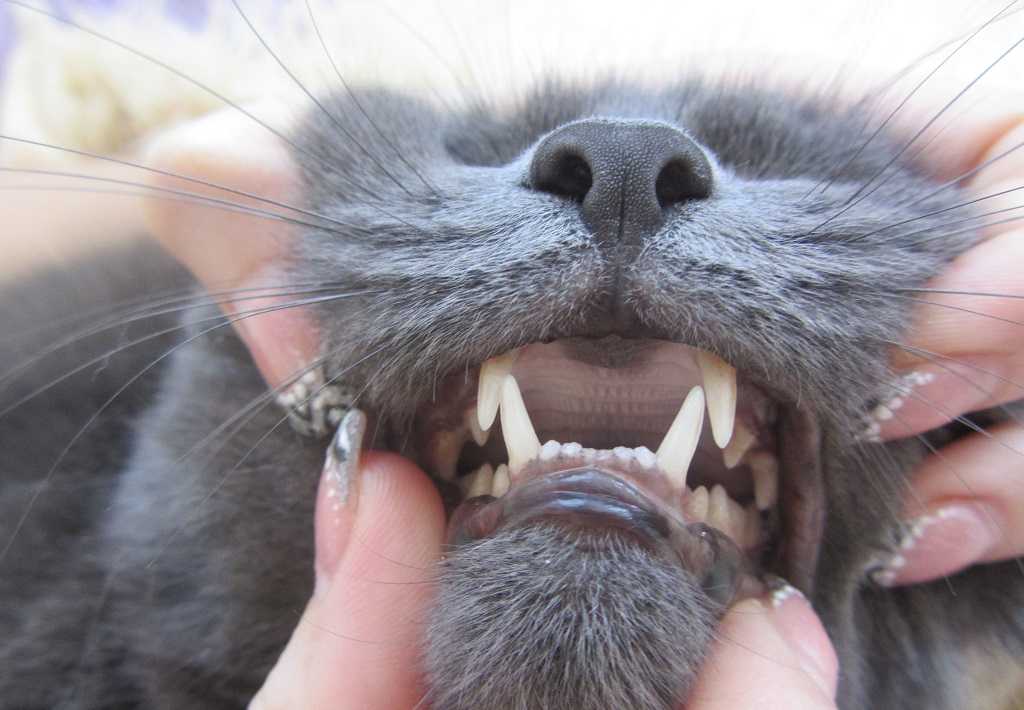 Язык кошек: строение и заболевания