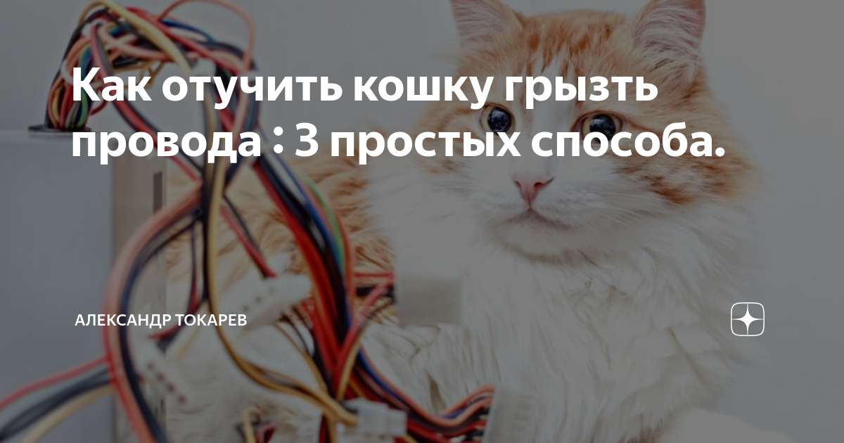 Как отучить кота грызть провода раз и навсегда: 5 способов