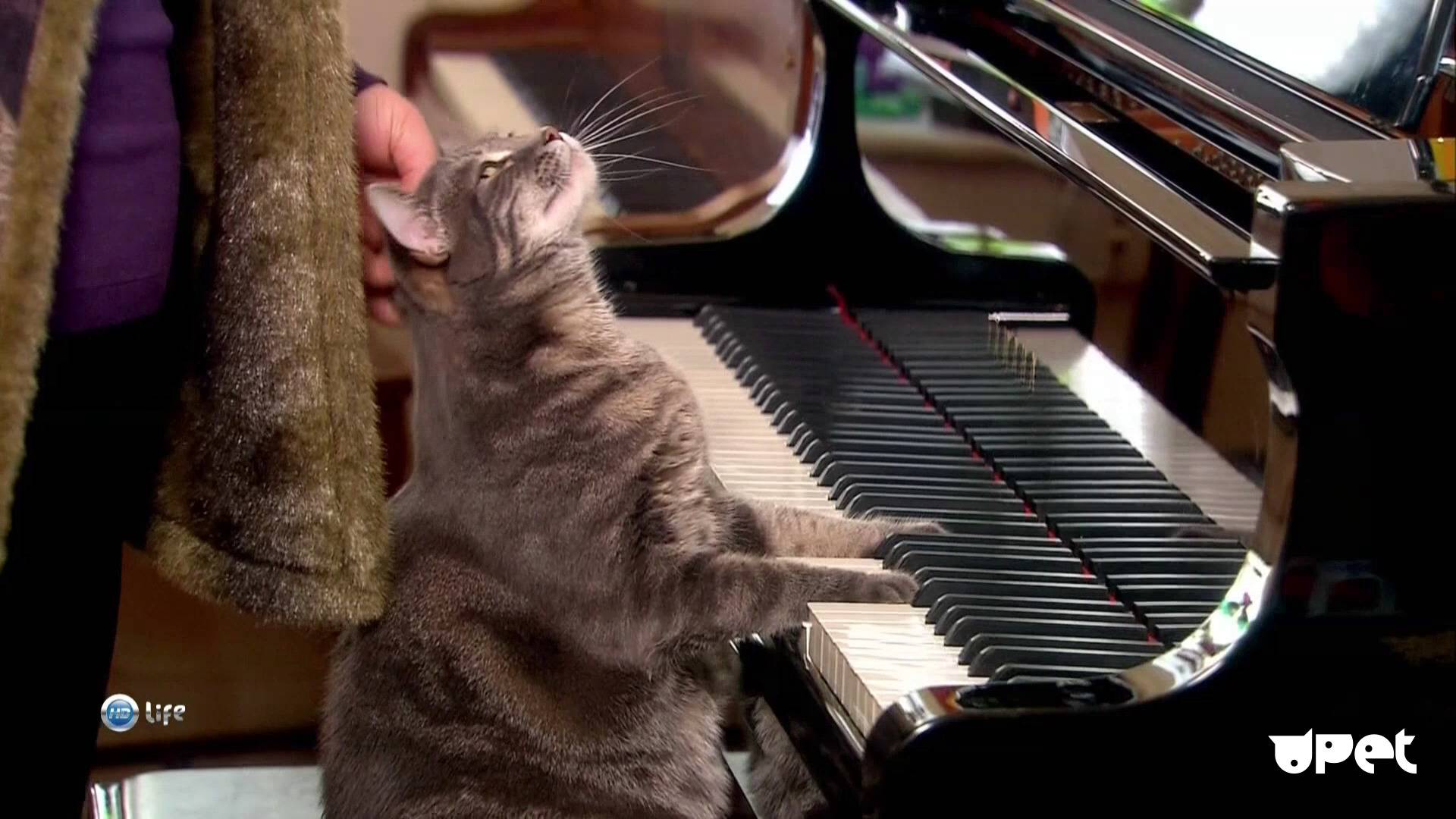Ученым удалось создать успокаивающую музыку для кошек