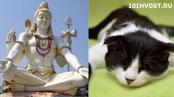Кошачья философия: 6 полезных привычек, которым стоит поучиться у котов