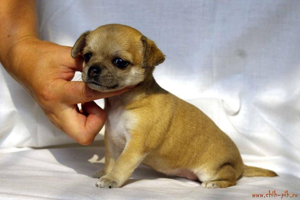 Топ-10 самых маленьких в мире пород собак.