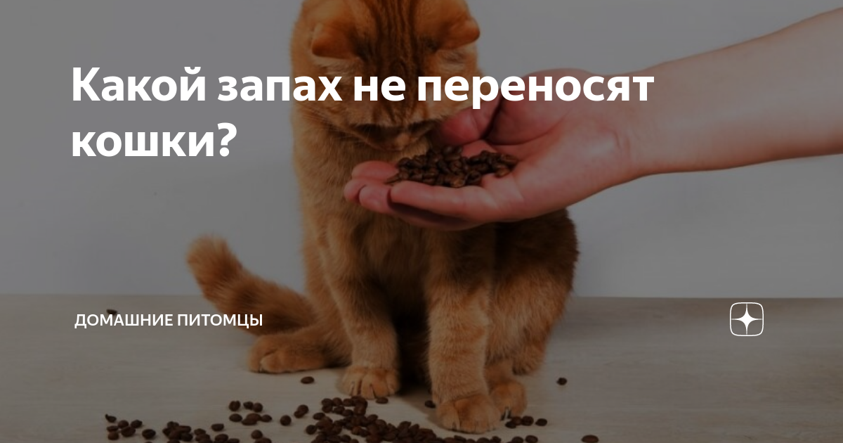 Какие запахи любят кошки?