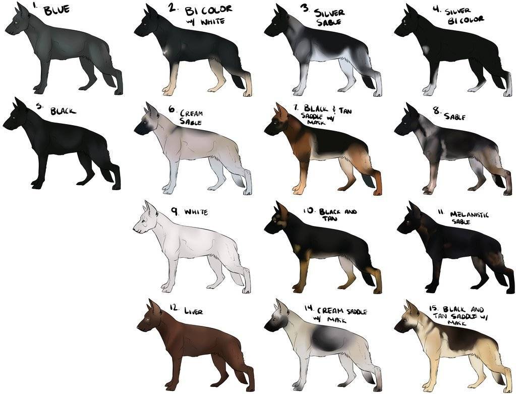 5 пород собак похожих на волков: породы собак с фотографиями