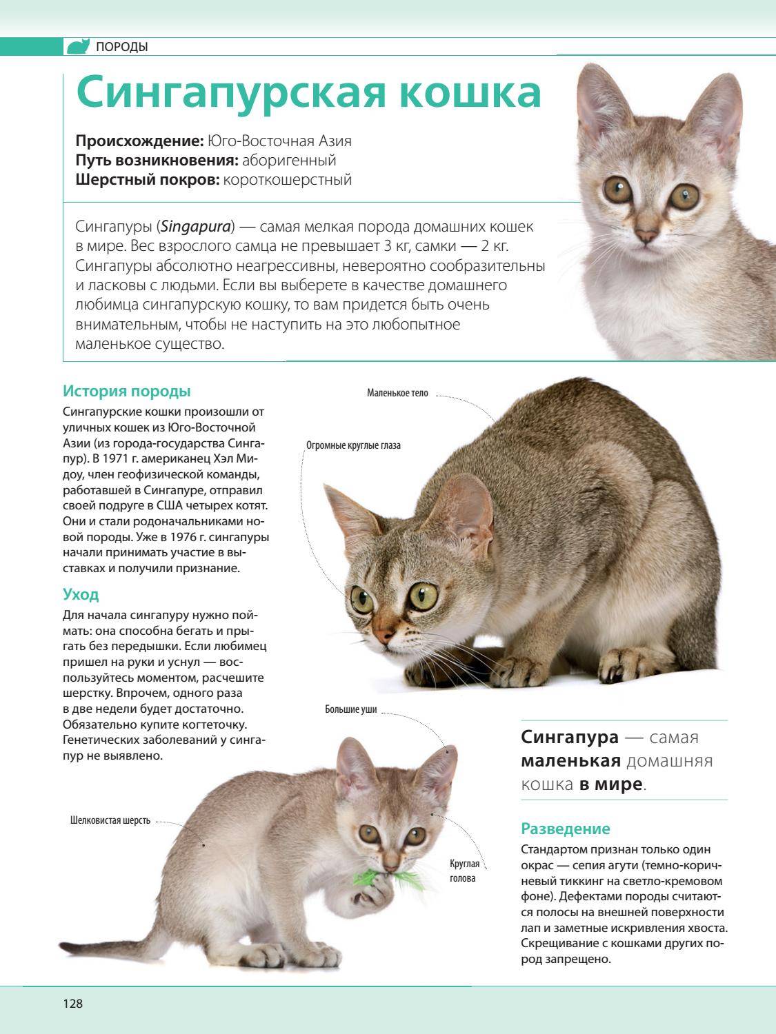 Сингапурская кошка: описание породы, фото, характер, поведение, отзывы владельцев