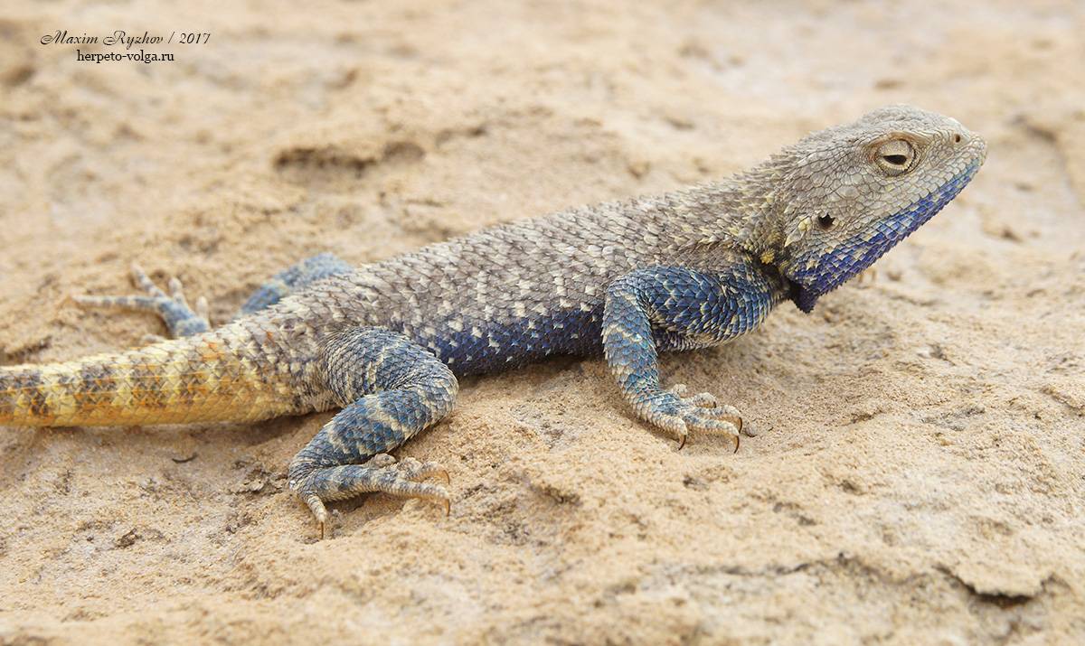 Степная агама (agama sanguinolenta). степной ящер степная ящерка