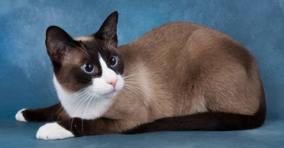 Сноу-шу кошка: описание породы, фото, происхождение