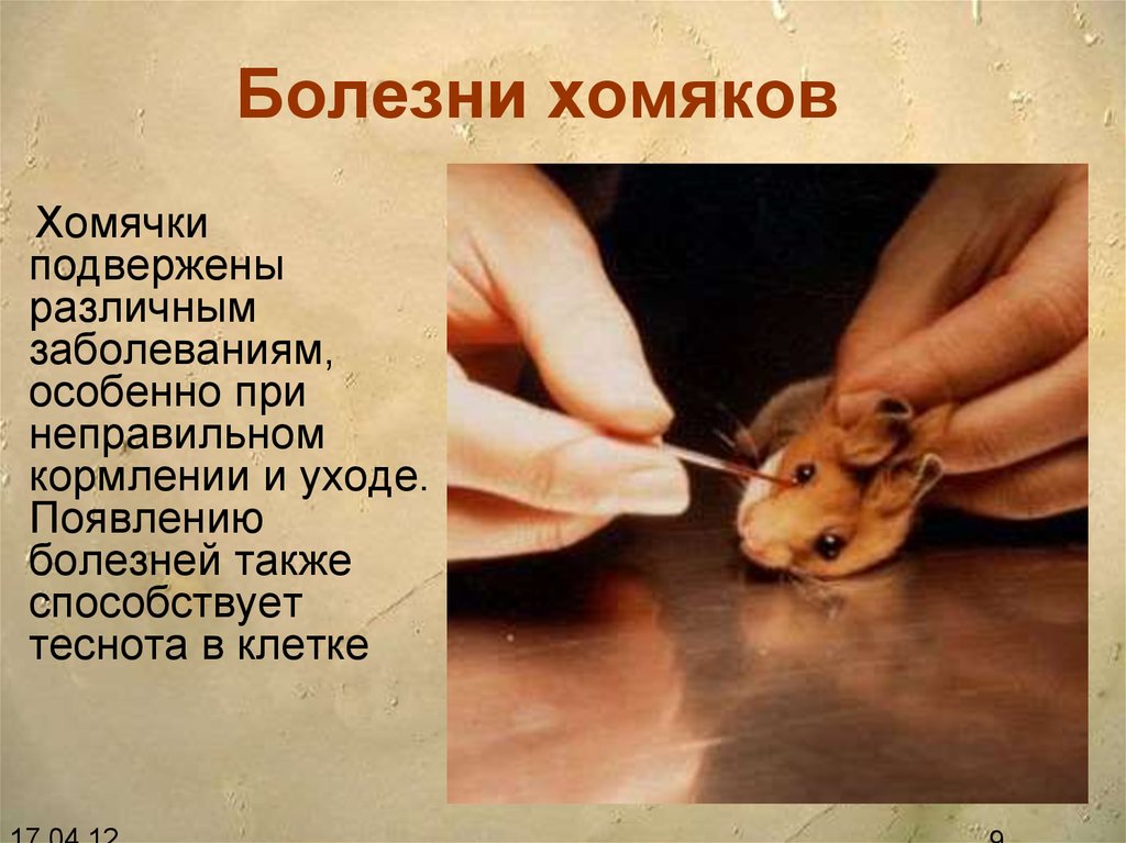 Как лечить заболевшего хомяка - wikihow