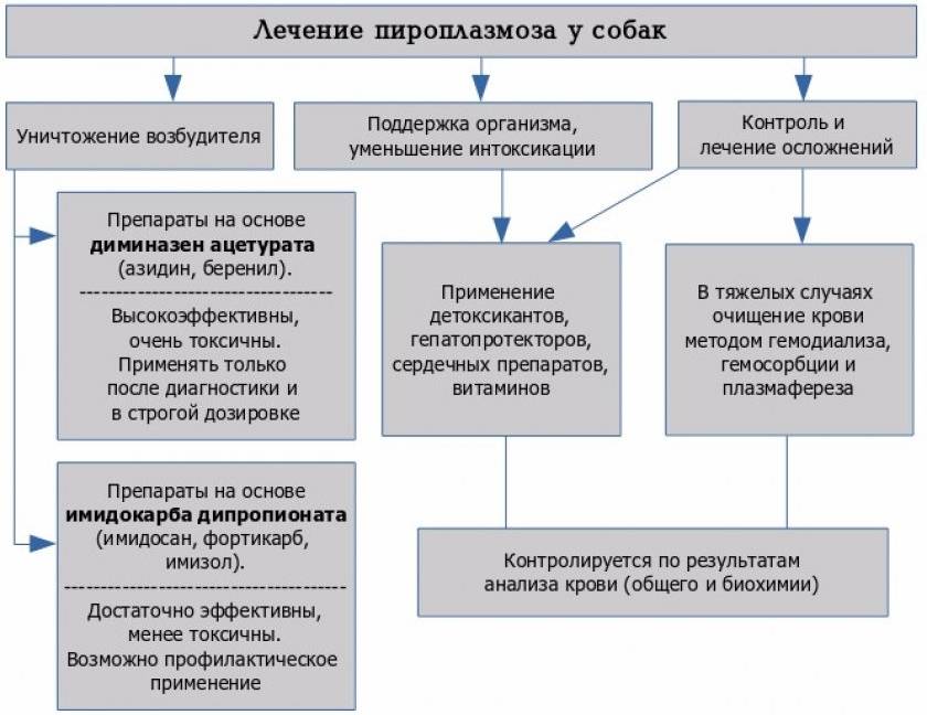 Пироплазмоз у кошек: симптомы, лечение и восстановление | кот и кошка