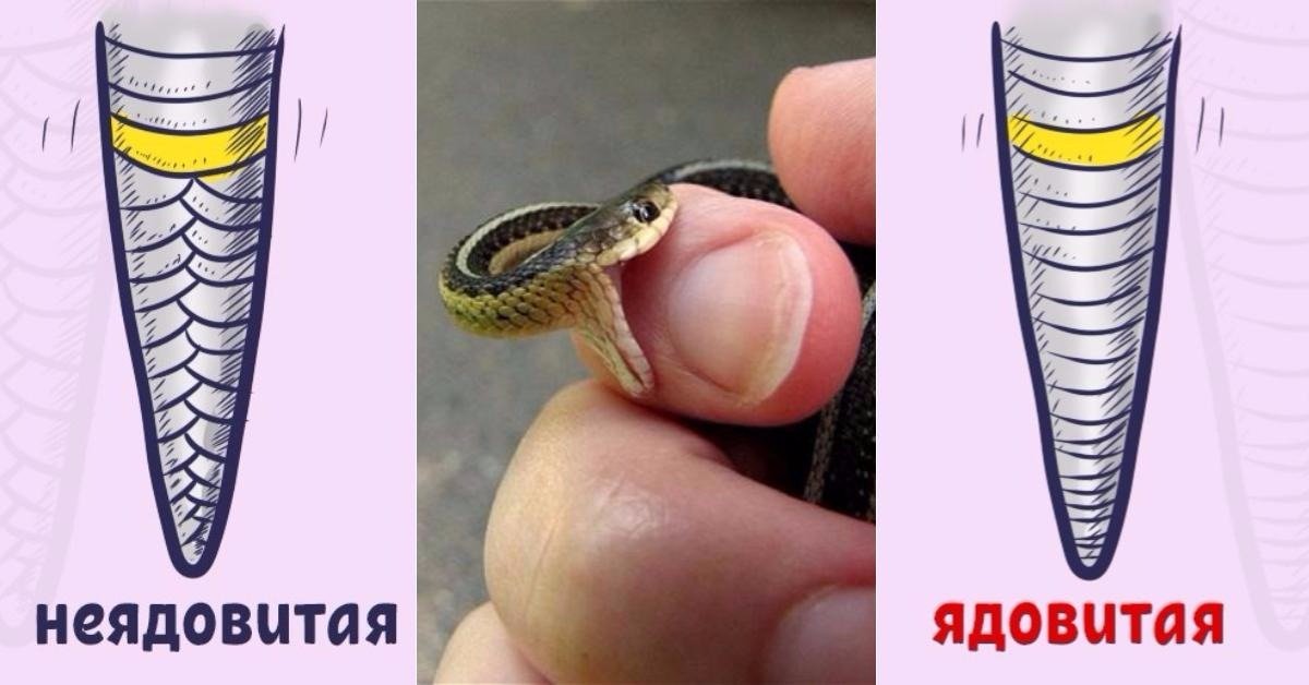 Ядовитый аппарат и механизм укуса змей