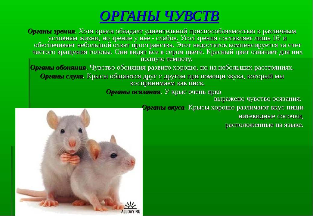 Домашние крысы - уход и питание питомцев, плюсы и минусы содержания