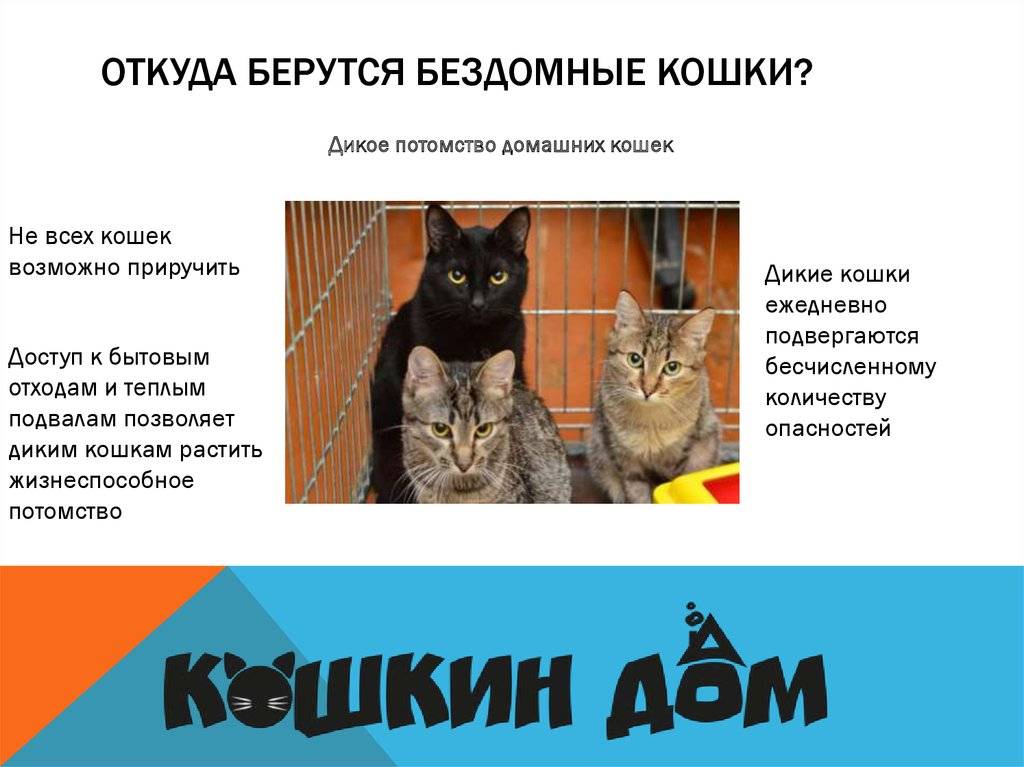 Откуда у домашней кошки могут появиться блохи