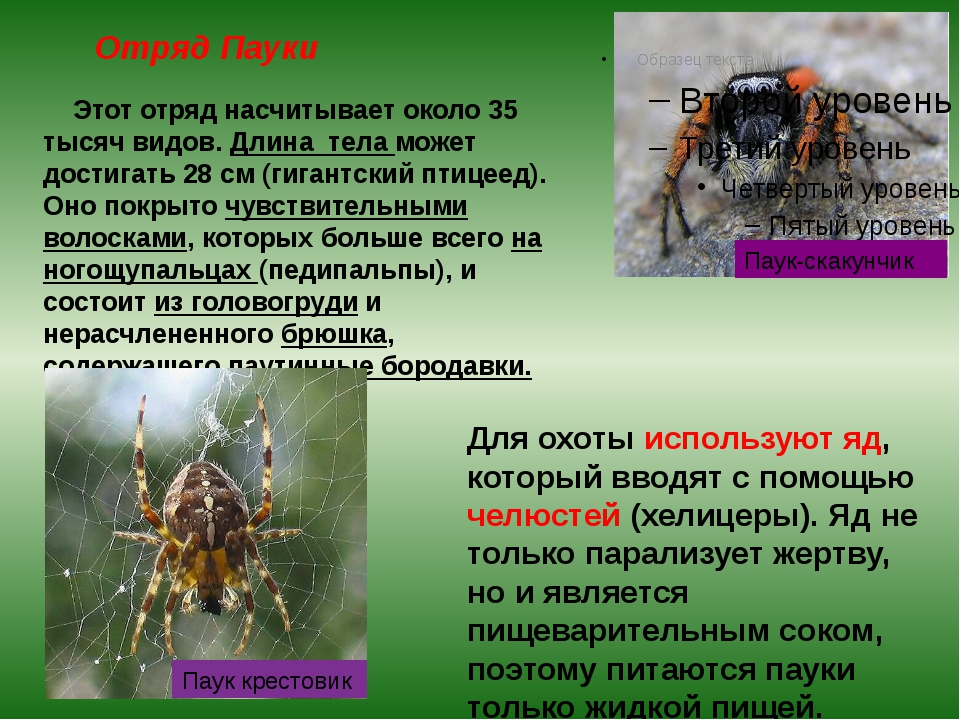 Среда жизни пауков. Сообщение о пауке. Значение пауков в природе и жизни. Роль паукообразных в жизни человека. Паукообразные в природе и в жизни человека.