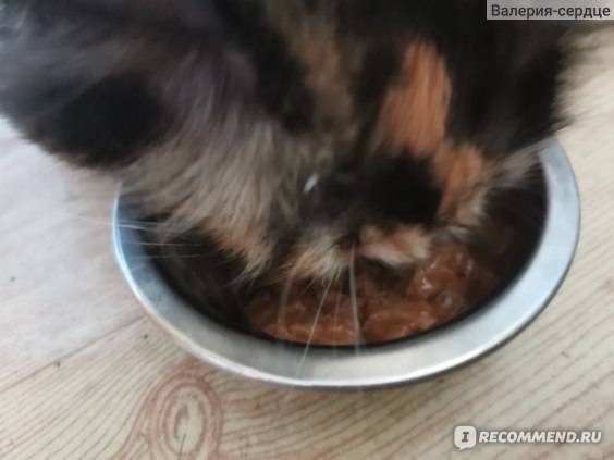 Почему кошка закапывает миску с едой, и что с этим делать