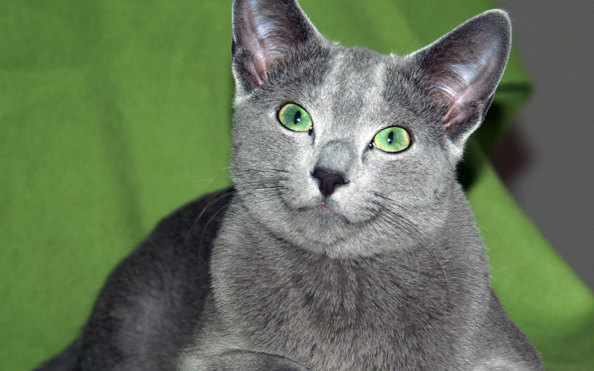 Русская голубая кошка: фото и описание от а до я