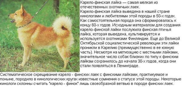 Восточно-сибирская лайка: содержание и фото щенков